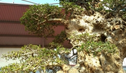 Chiêm ngưỡng cây duối cổ đại gia trả 6 tỷ chưa bán